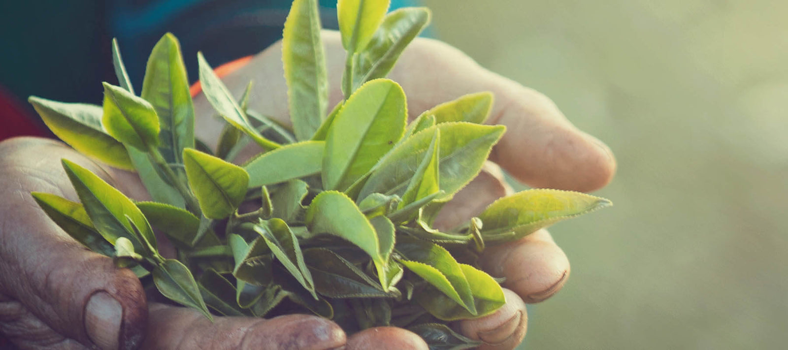 loose_tea_leaves_on_farmer_hand