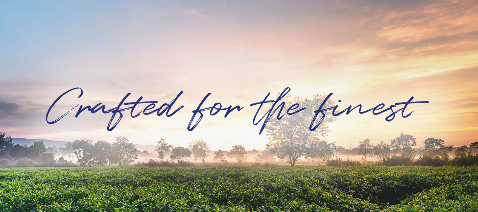 chaicraft_tea_garden_banner