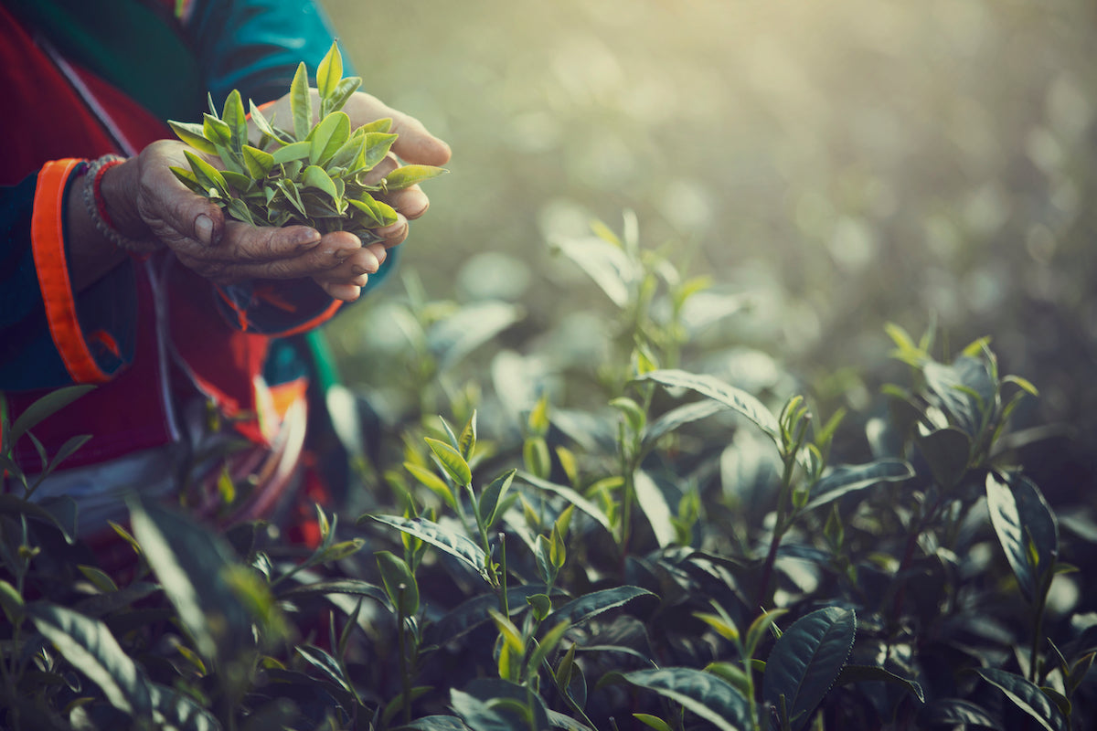 tea_garden_tealeaves_on_farmer_hand