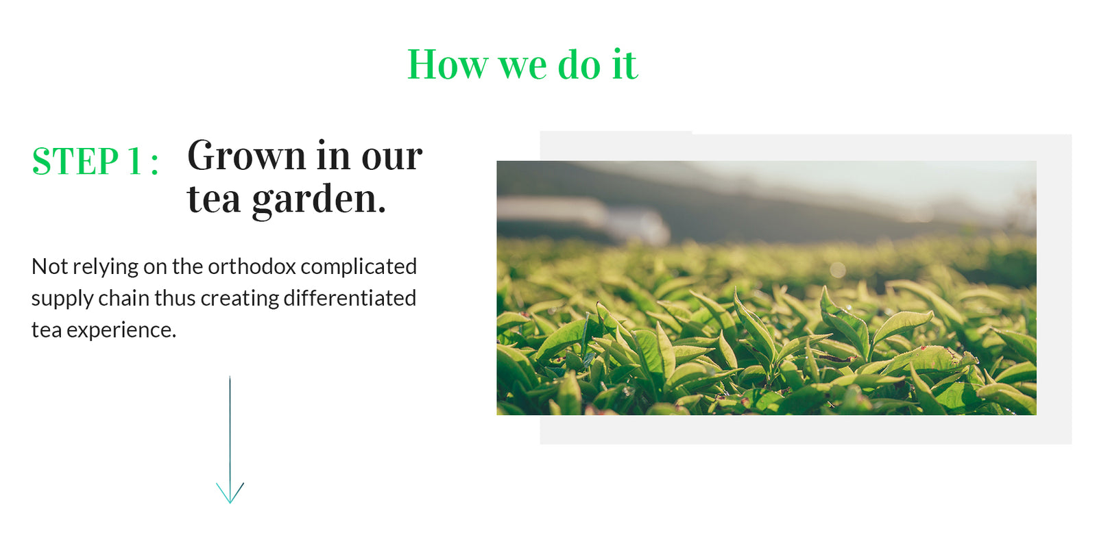 chaicraft_tea_garden_image